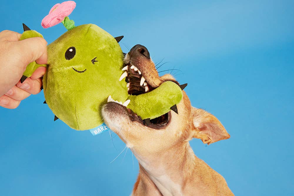 Cactus Dog Toy: Pink Flower